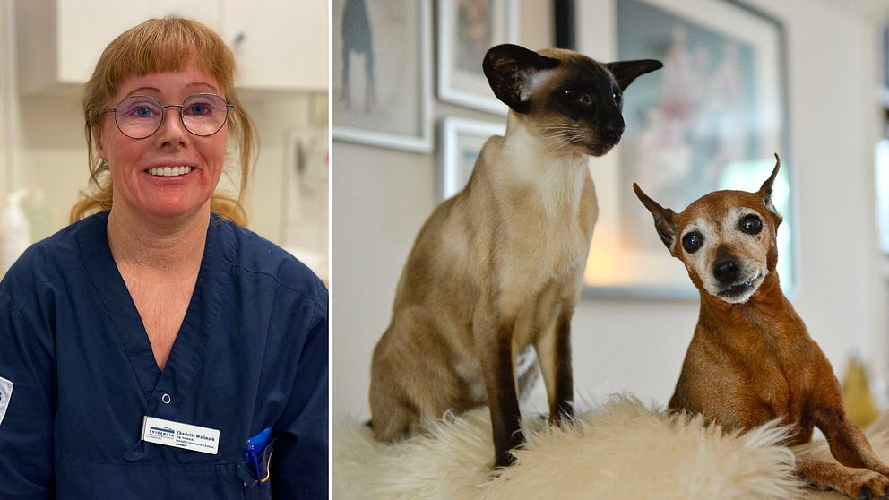 Veterinär Charlotte Wallmark berättar vad djurägare ska se upp med under jul och nyår