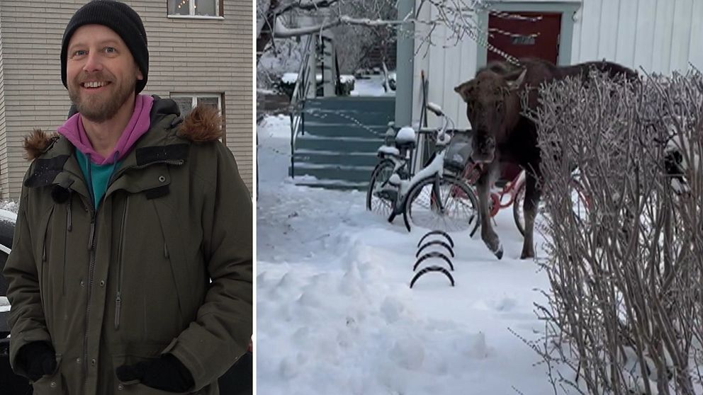 Carl Tillenius i Eskilstuna står på sin tomt och från hans videoklipp ser vi en älg som springer mot honom.