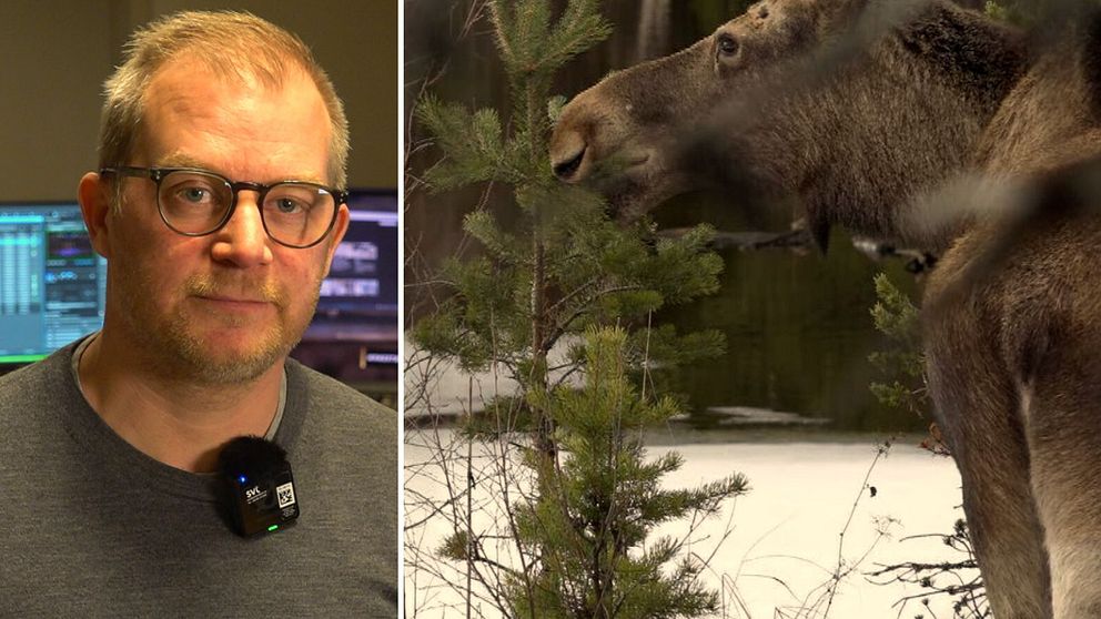 porträtt på Johan Erhag, och en bild på en älg som äter på en granplanta