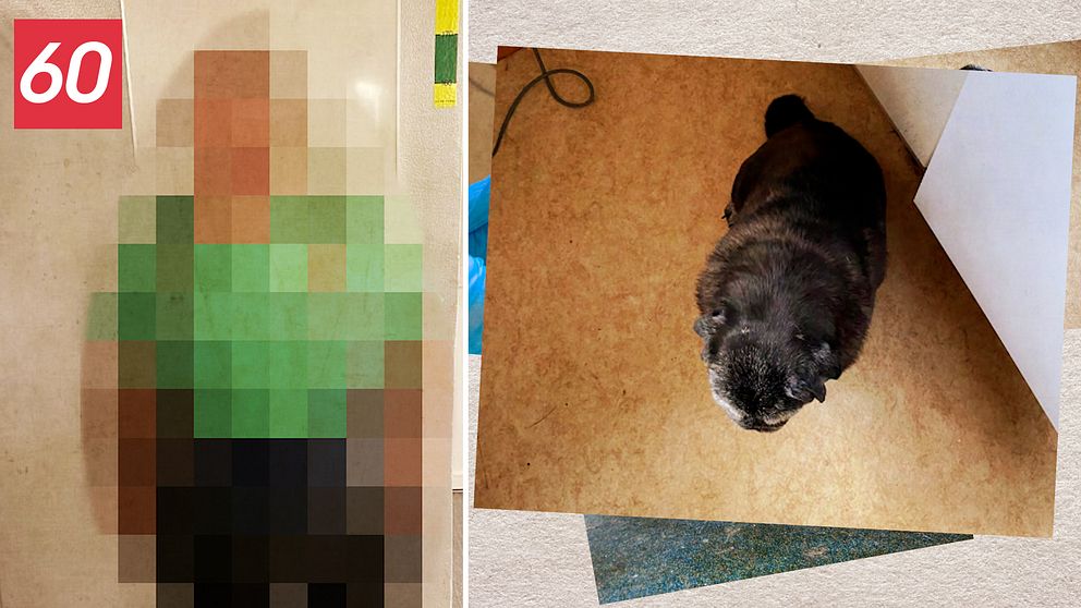 Bild på en pixlig man med grön t-shirt, till höger en bild på en hund ovanifrån.