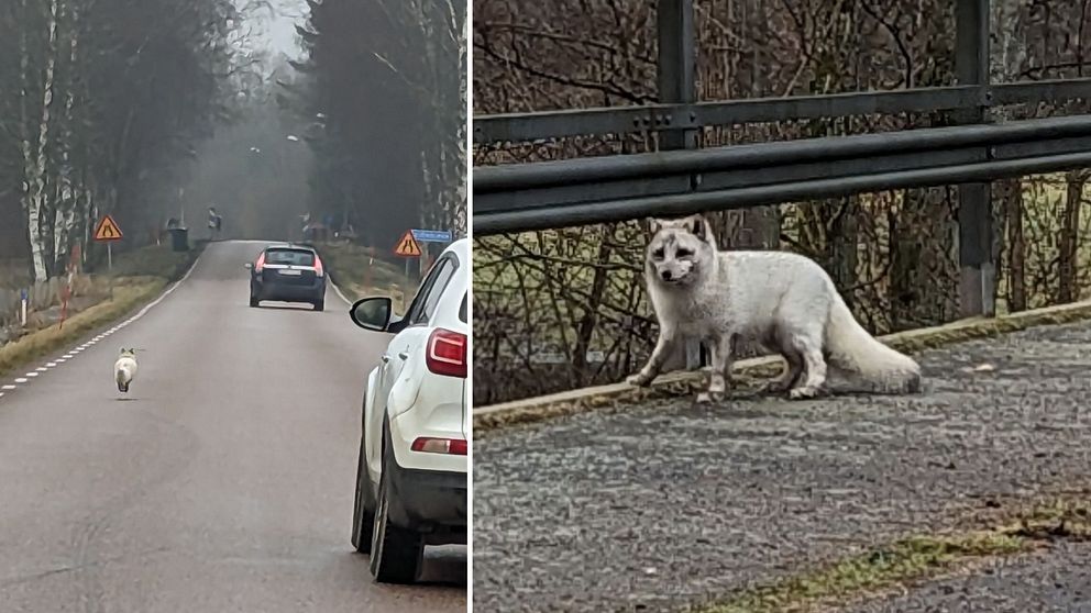 Fjällräv på väg