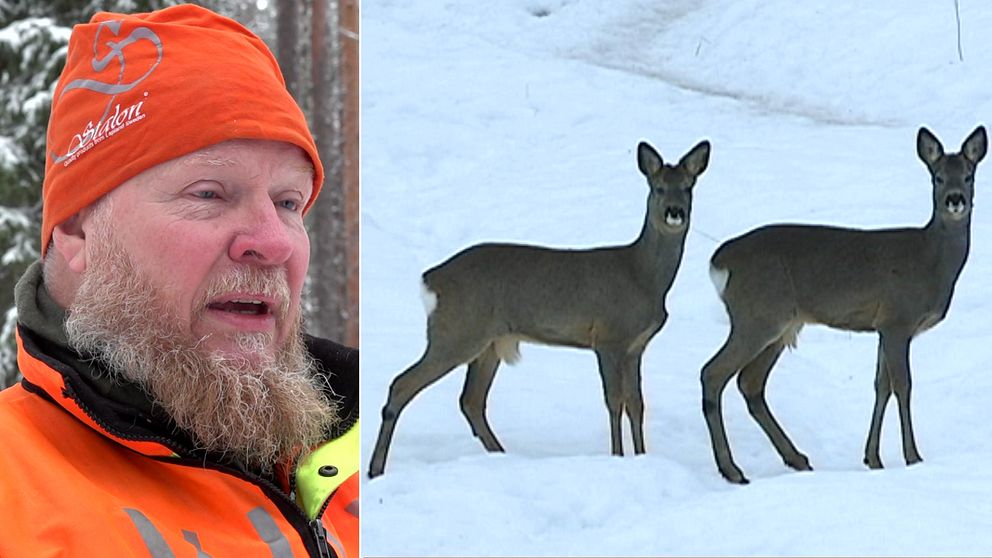 Runtom i landet lägger privatpersoner ut mat för att ge djur en bättre chans att överleva.