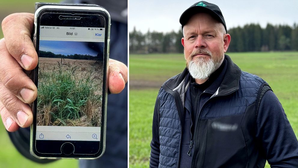 Anders Nilsson håller upp en mobiltelefon där han visar en bild på hönshirs.