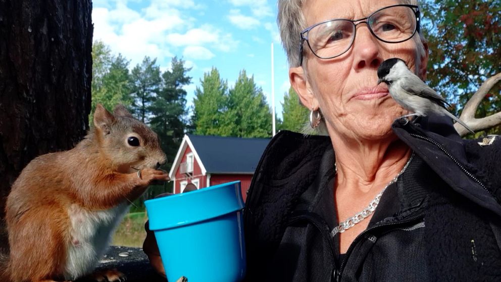 En ekorre och en fågel sitter och äter ur Karin Thorells händer i Överkalix.