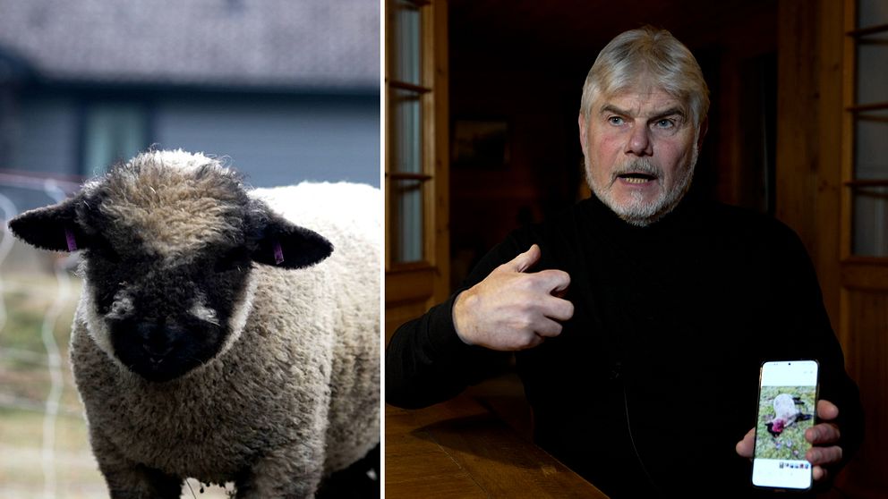 Christer Bergholtz visar ett foto på ett får som dödades av en varg.