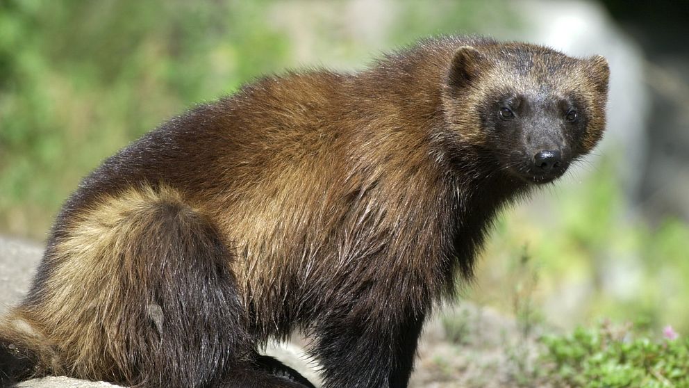 ALT-text: En järv sitter på en sten, vänd mot kameran. Pälsen är mörkbrun med ljusare nyanser på sidorna, och den omgivande miljön har grön vegetation i bakgrunden.
