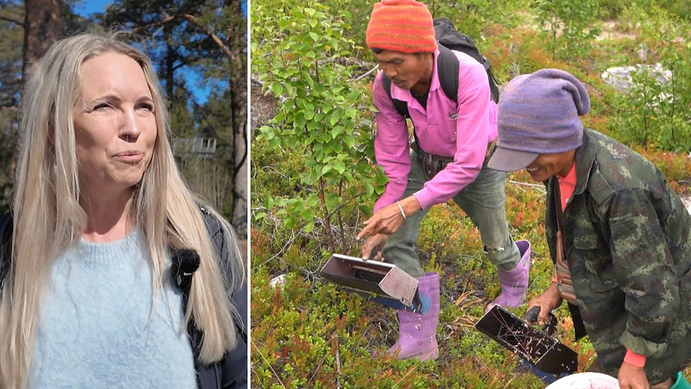 Portätt av kvinna samt två utländska bärplockare