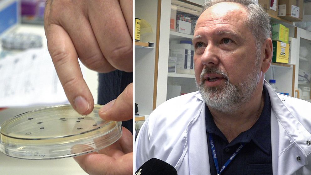 Till vänster ett finger som pekar på en bakterieodling, till höger en manlig forskare med skägg.