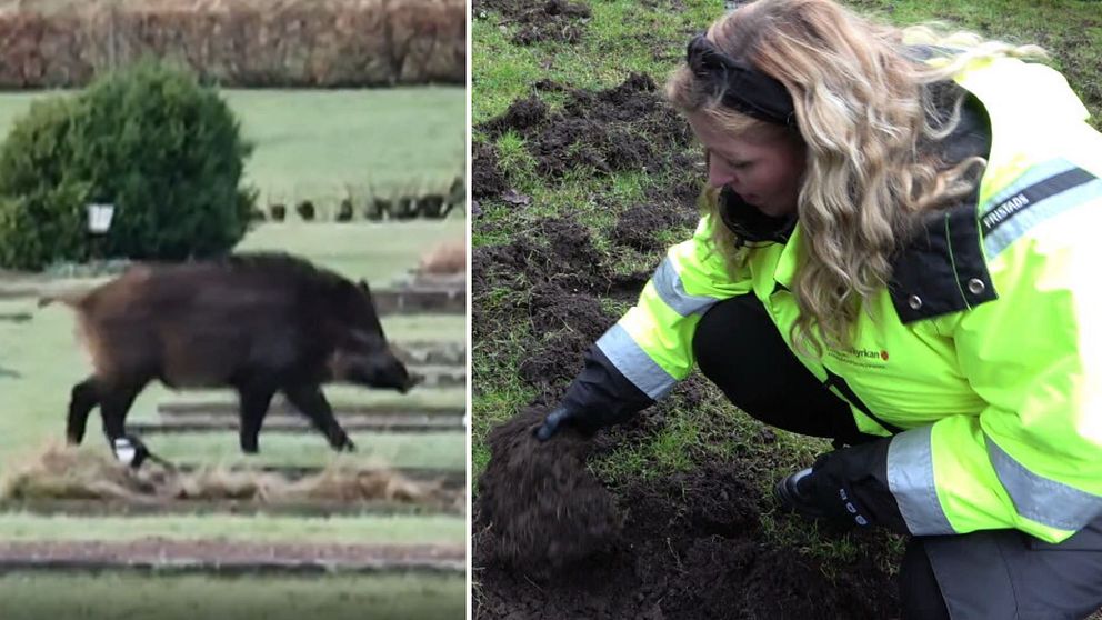 Delad bild: Till vänster skuttar ett vildsvin över en gräsmatta med buskar i bakgrunden. Till höger undersöker en person i gul skyddsklädsel en lerig gräsyta för skador.