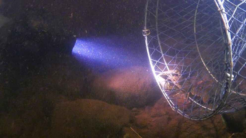 SVT:s reporter filmar en bur och en kräfta under vattenytan i Råneälven.