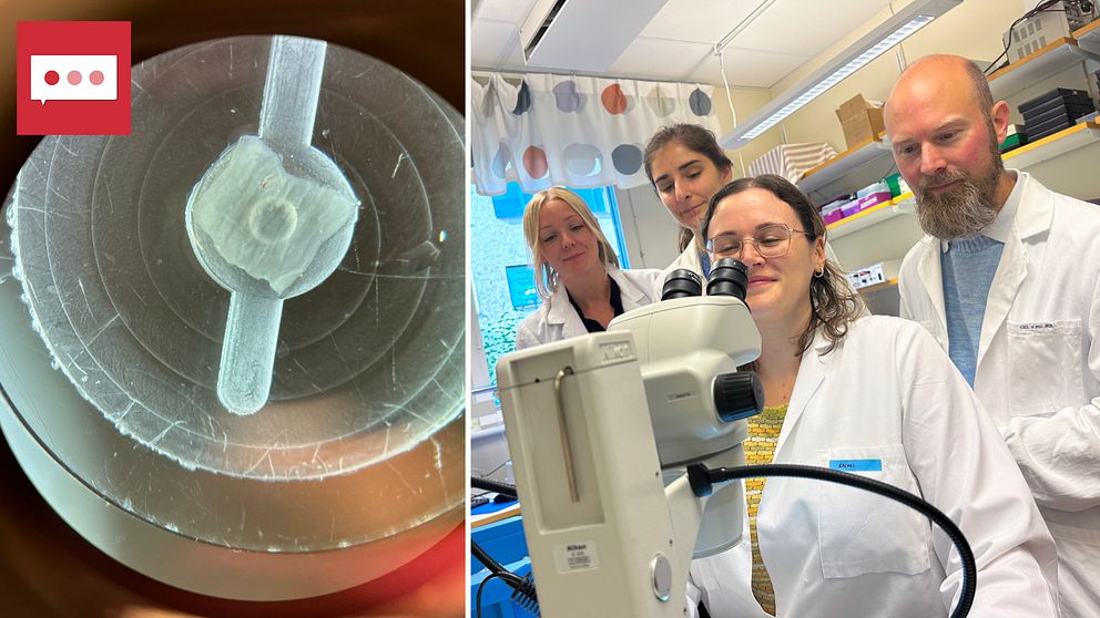 Kollage med mustarm sett genom ett mikroskop och Björn Schröders forskarteam vid institutionen för molekylärbiologi vid Umeå universitet