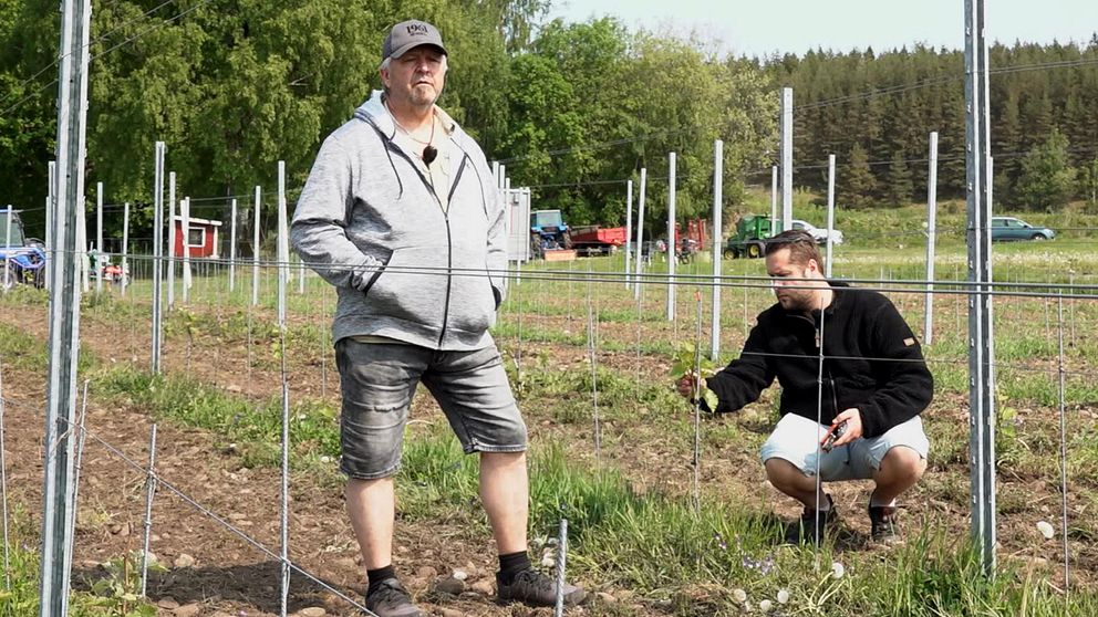 Roland Andersson och sonen Niklas Vissing, två män i en vinodling.