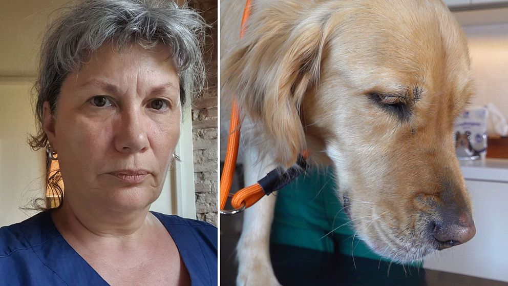 En hund som undersöks av en veterinär. Till vänster en porträttbild av Eleonor Fredler, ordförande i Sveriges veterinärförbund.