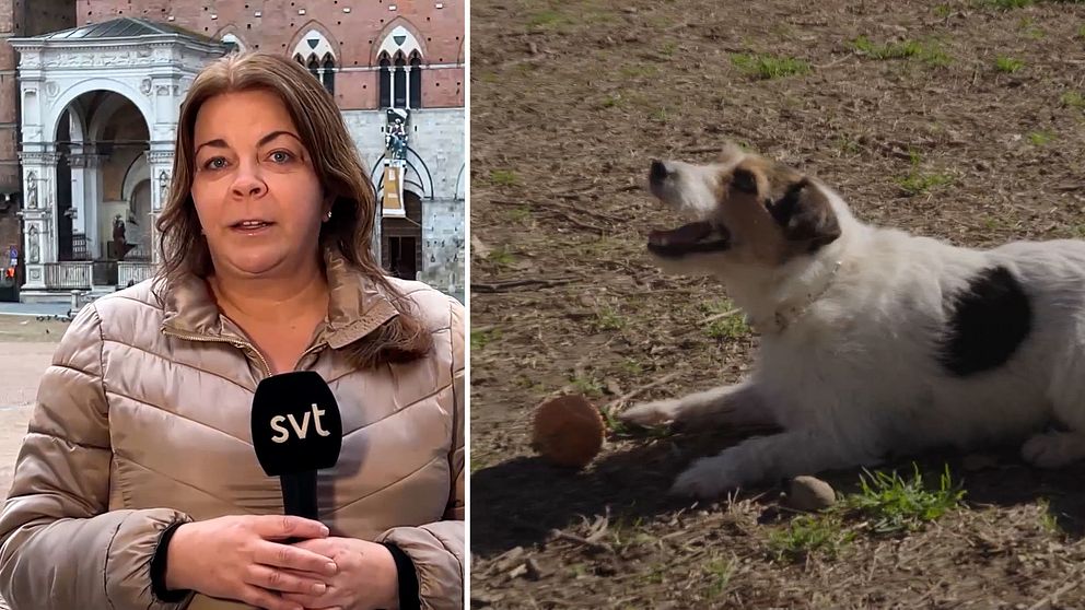 Jennifer Wegerup rapporterar från Italien och en hund med en boll