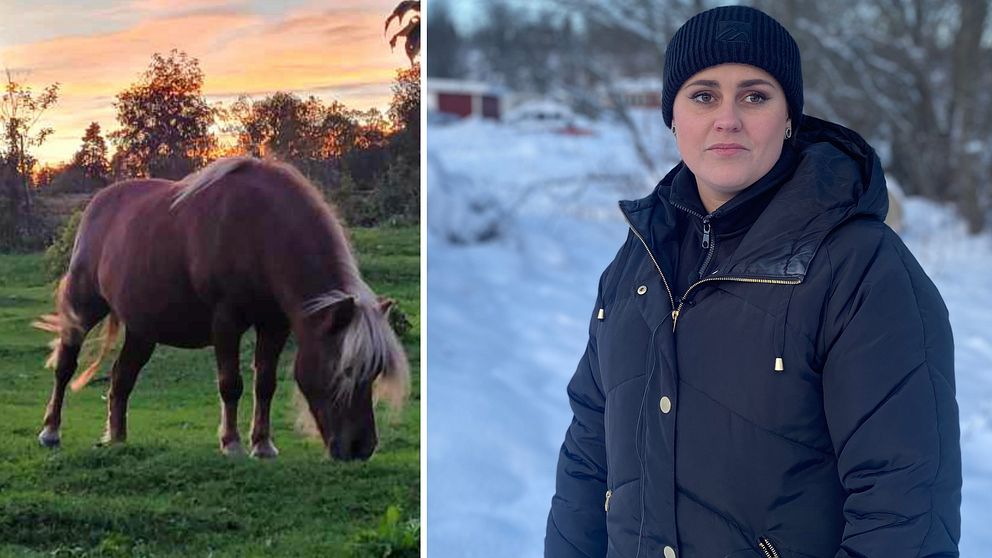 Brun ponny som betar på Alnö. Till höger: Emelie Löfström, ung kvinna med vinterjacka.