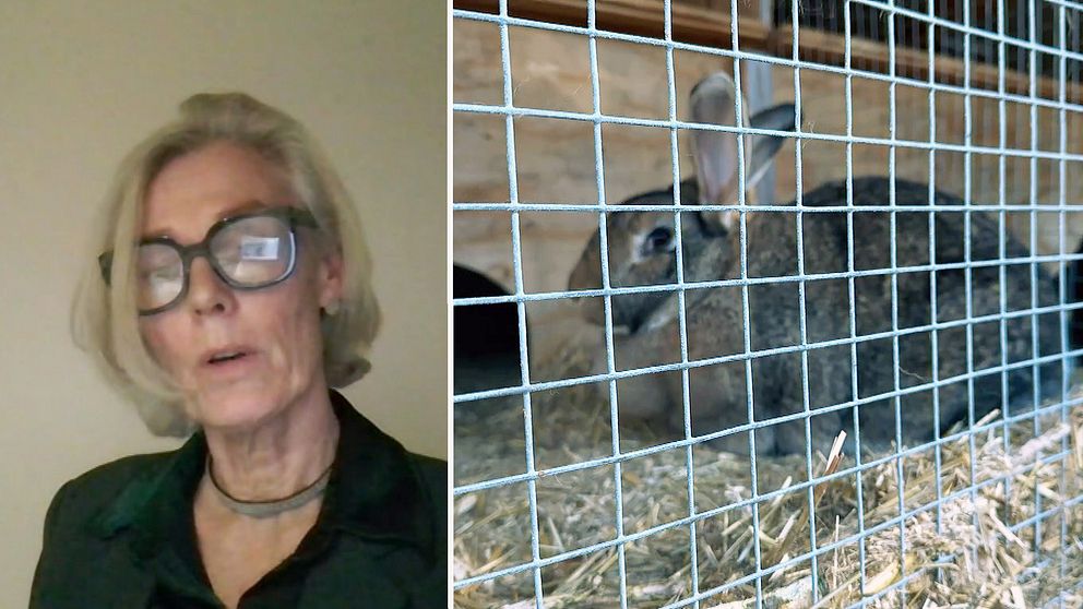 Tvådelad bild. Till vänster: Kvinna i videointervju. Till höger: en kanin sitter i en bur av metallnät.