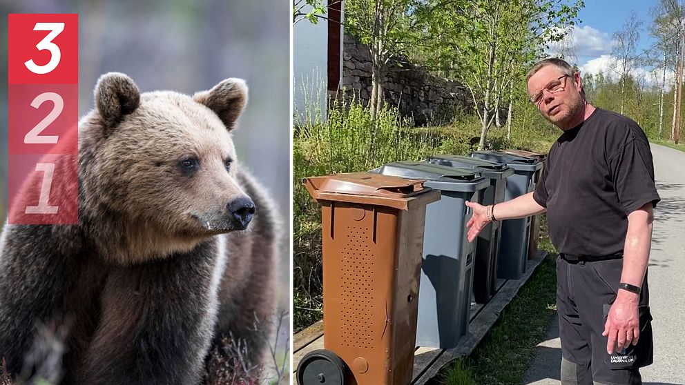 en björn och en man vid soptunnor