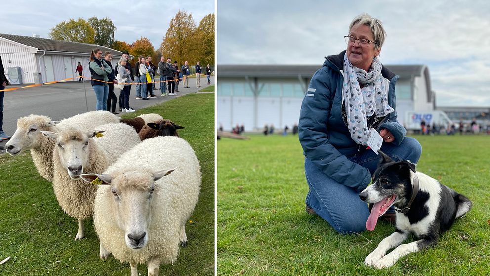 ALT-text: Till vänster syns en grupp människor som står i kö vid en eventuell evenemangslokal, omgiven av höstfärger. Till höger sitter en fårbonde på gräset med en svart och vit hund som sysslar med fårvallning, vilket ger en känsla av en avslappnad utomhusaktivitet. I bakgrunden kan man se en stor byggnad och fler människor.