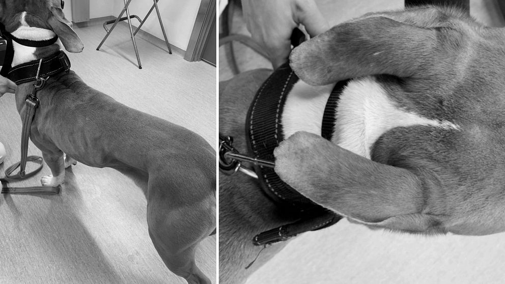 Hund kastades från Balkong på tredje våningen