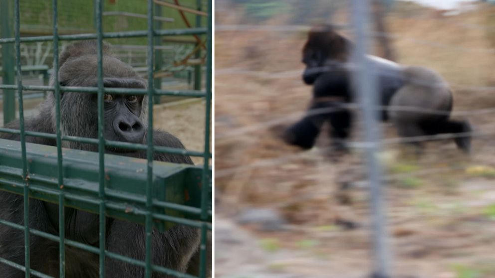 Gorilla som springer, och en som tittar i kameran