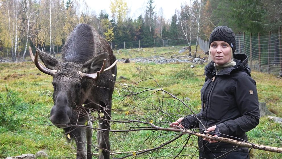 Gill Agelstam, ägare av Grönåsens älgpark