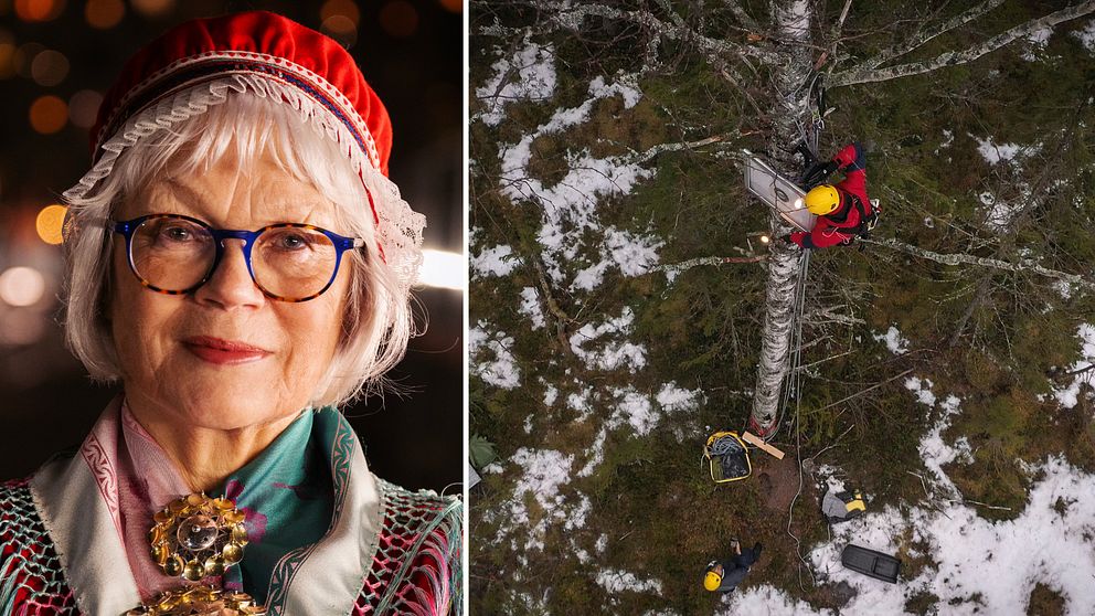 Vänster sektion visar en person klädd i traditionell samedräkt med detaljerat broderade tyger och huvudbonad. Höger sektion visar en människa i hjälm, en aktivist, som klättrar uppför ett träd med säkerhetsutrustning och en motorsåg, omgiven av snötäckt mark.