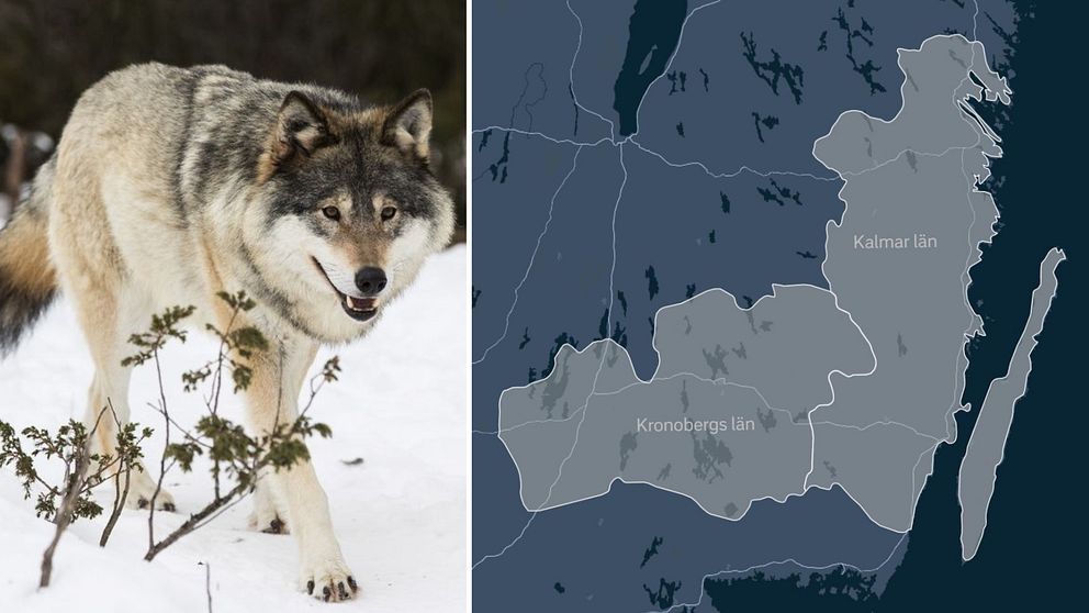 Genrebild på varg, karta över Kalmar och Kronoberg