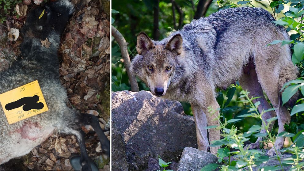 En bild på ett dött får samt en genrebild på en varg som tittar mot fotografen.