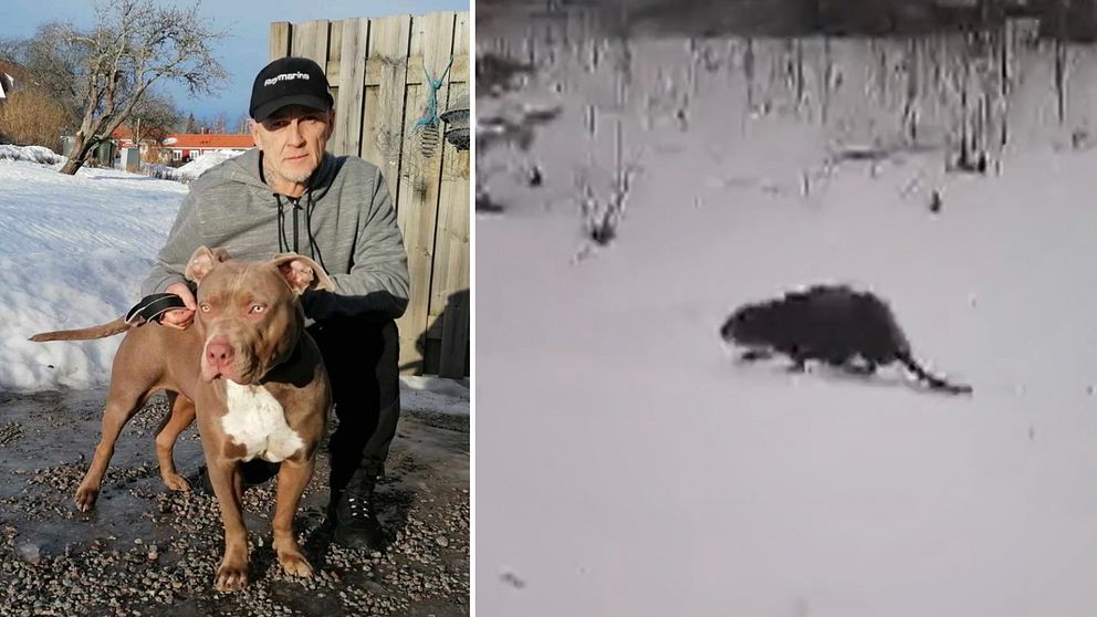 Kenta Turtiainen och hunden Nala har flera gånger stött på en bäver på sin promenad runt om Storfors.