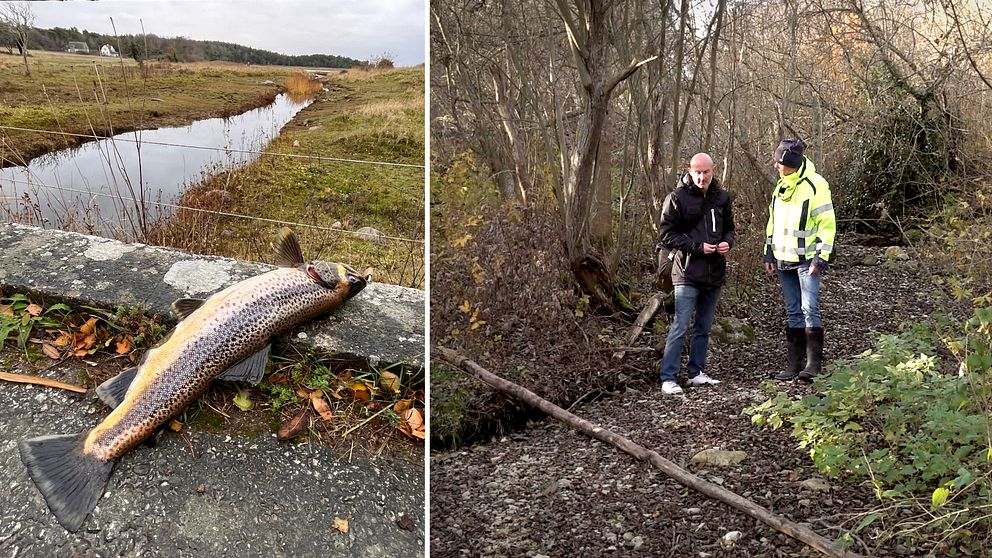 En delad bild som visar två scener. Den vänstra delen visar en död fisk, en öring, som ligger på en grå sten vid en vattenkant. Den högra delen visar två personer som står vid en torrlagd å i en skogsmiljö.