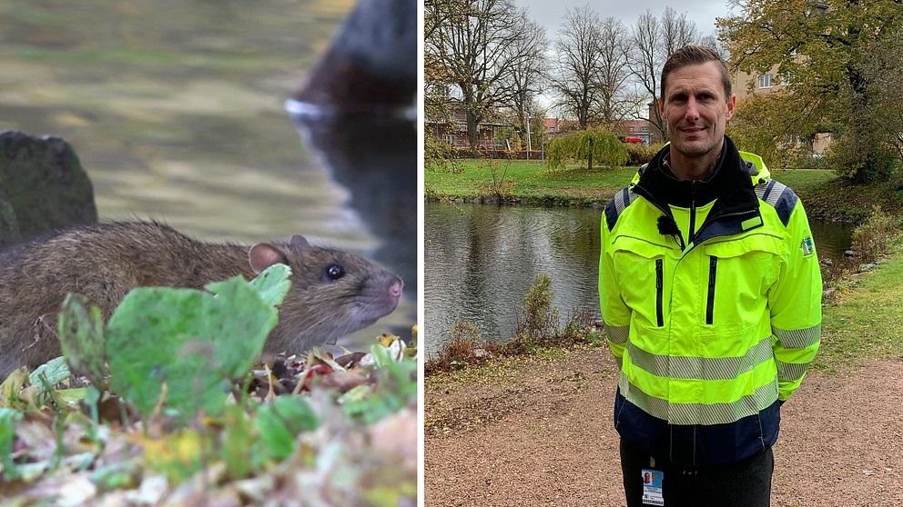 Mattias Olshed är Landskronas nya råttsamordnare. På bilden står han i parkmiljö. Det är en tvådelad bild, till vänster syns en råtta.