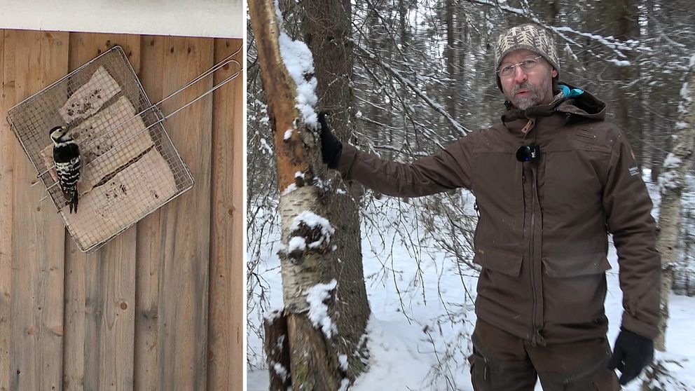 Vitryggig hackspett och Johan Kristoffersson, Svenska kyrkan, i skogen i Luleå.