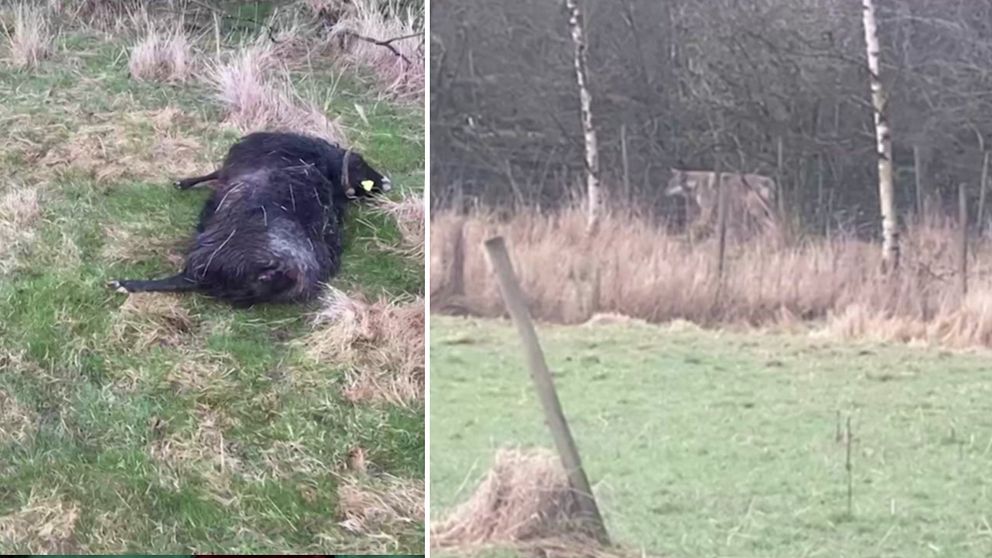 Får attackerat och dödat av vargar i Svalöv