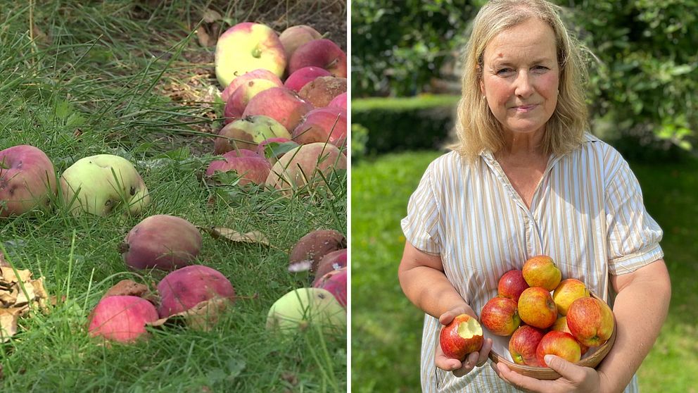 Äpplen på marken, en kvinna håller i äpplen