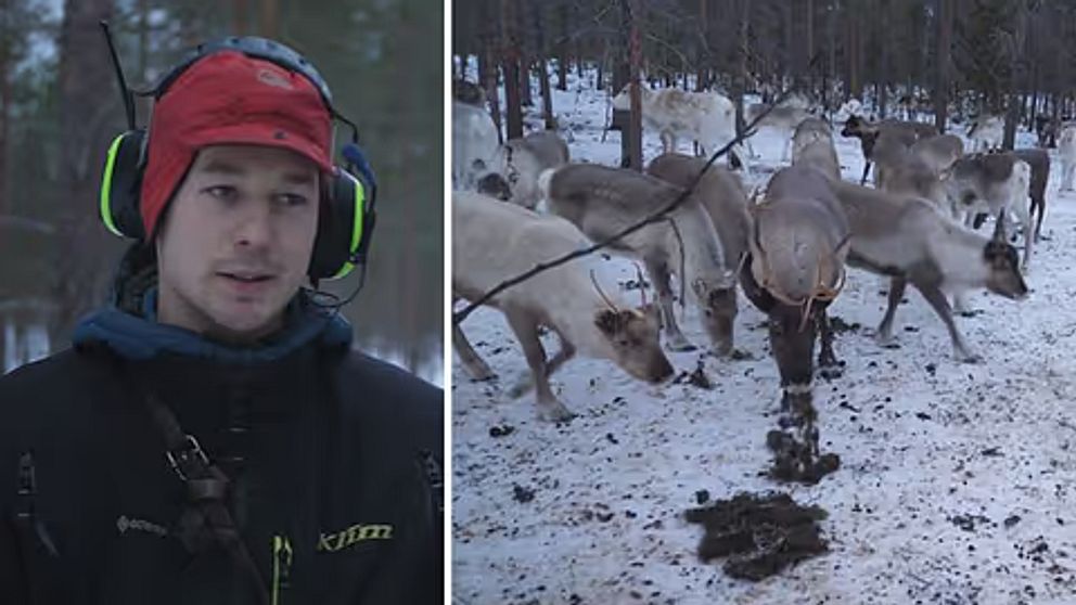 En delad bild som visar en person i vinterkläder med hörselskydd till vänster och en flock renar som betar på snöigt underlag till höger.