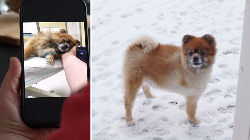 En delad bild som visar två sektioner. Den vänstra sektionen visar en person som håller i en liten Pomeranian som ligger med huvudet på personens arm. Den högra sektionen visar samma Pomeranian, nu utanför i snön, stående med svansen upprätt och en nyfiken hållning. På den högra bilden har hunden bara tre ben.