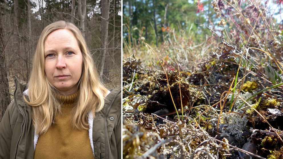 Karolina johansson och en bild på växtlighet