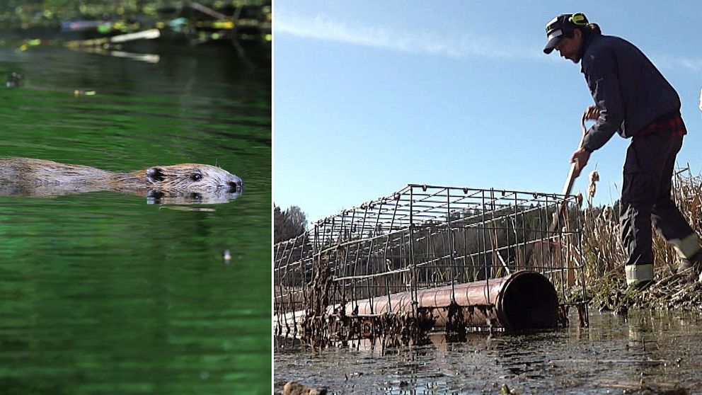 EN bäver kommer simmande. En man står med en grep och skyfflar vattenväxter. I förgrunden syns en stålbur med ett rör. Tanken är att fisken ska simma genom röret ifall bävern återkommer och  bygger en ny hydda.