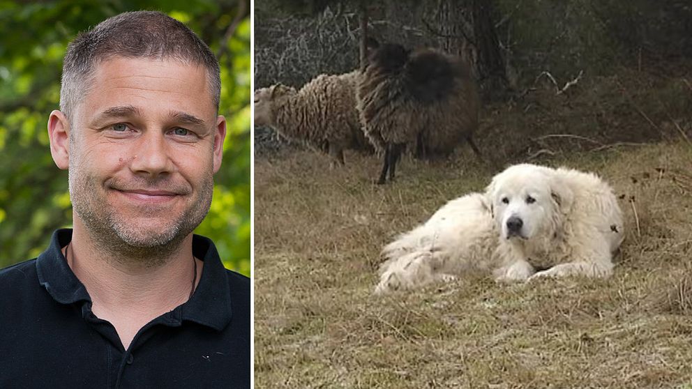 Jens Frank från Sveriges lantbruksuniversitet på ena delen av bilden. Andra delen av bilden en boskapsvaktande hund.