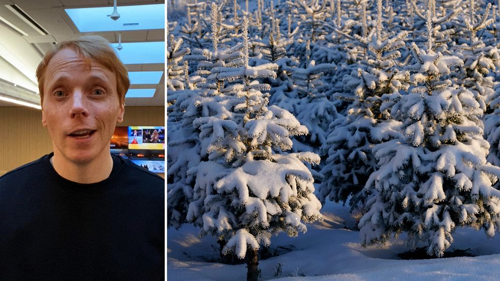 SVT:s meteorolog bredvid genrebild med snöiga granar.
