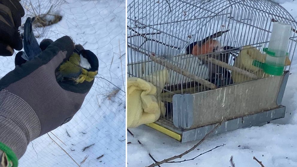 Till vänster: Person som håller i en talgoxe. Till höger: Domherre i bur.