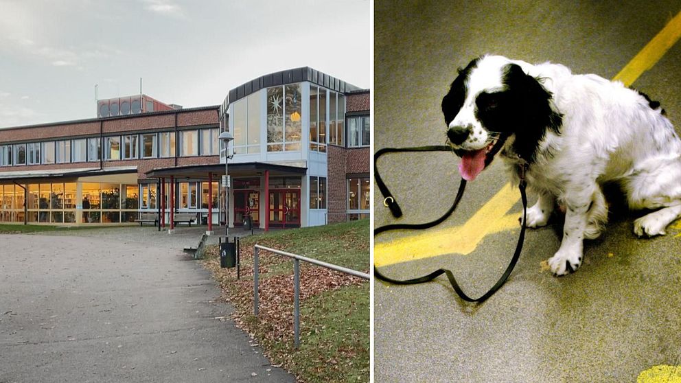 knarkhund