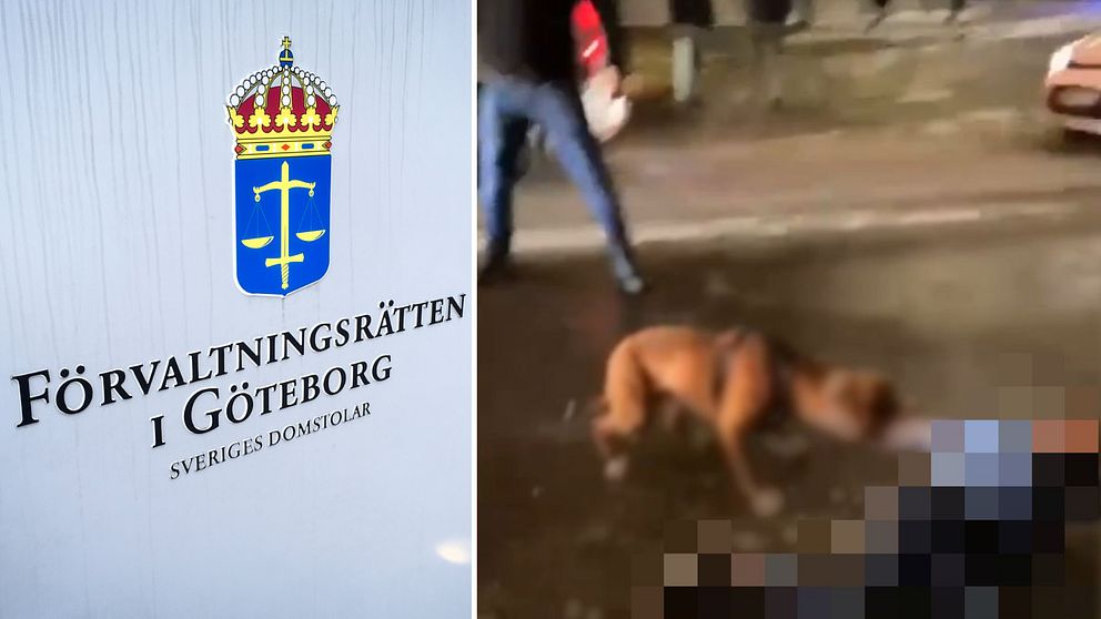 Förvaltningsrätten i Göteborg och hunden som attackerade barn