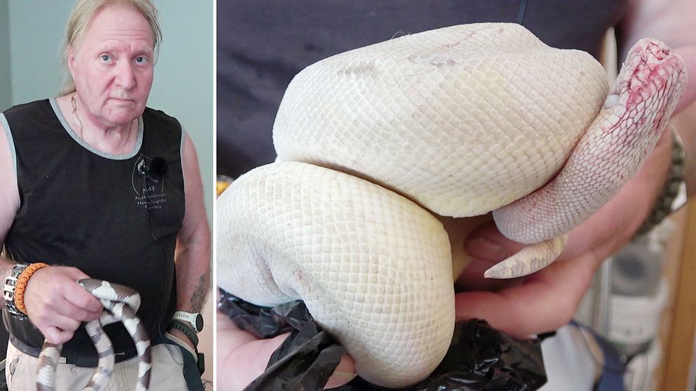 Herpetologen Dan Andersson visar den kungspyton som hittades efter en väg utanför Boden..