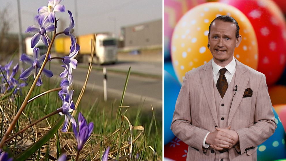 Tudelad bild. Vänster: blommor vid vägkant, lastbil passerar. Höger: reporter Axel Rydén  i beige kostym.