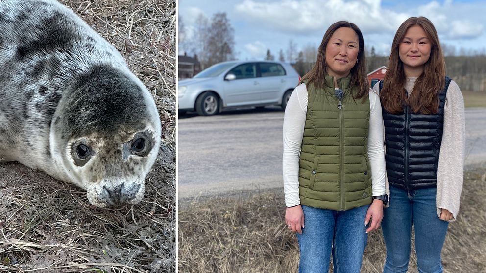 En gråsälskut som förirrat sig upp på land i Töva utanför Sundsvall via Selångersån och Tövabäcken och de som fann sälen Jennie Hjalmarsson och dottern Emma Lundkvist som bor i närheten