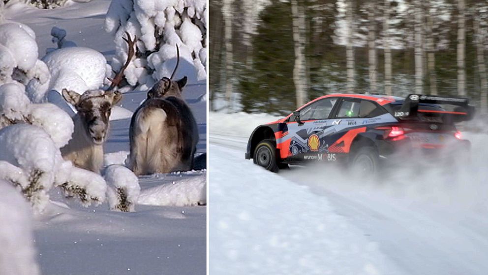 Till vänster syns två renar som står bland snötyngda buskar i en vinterlandskap, medan höger sektion visar en racingbil som driver genom snön på en isig väg, med snö som sprutar upp bakom den.