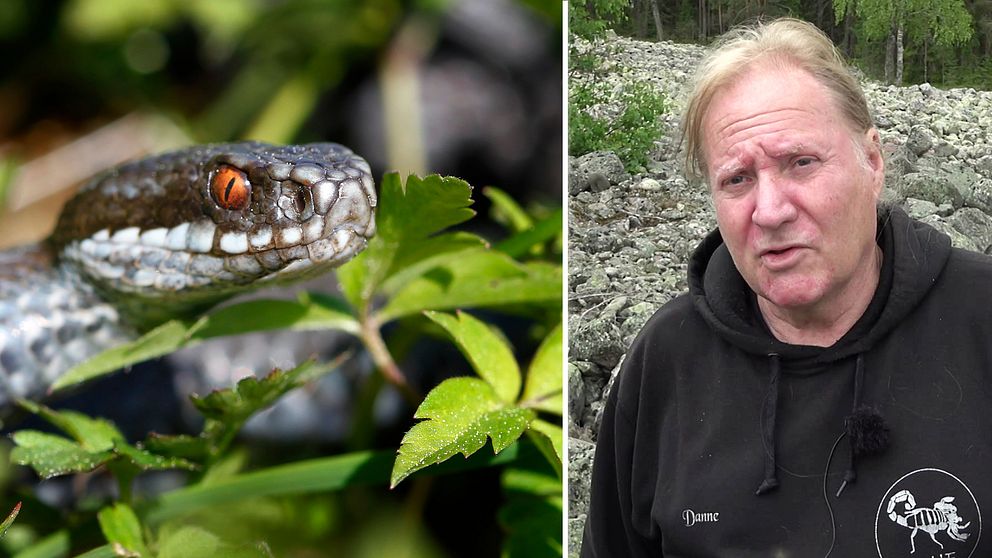 Bild på en huggorm och Dan Andersson, herpetolog.