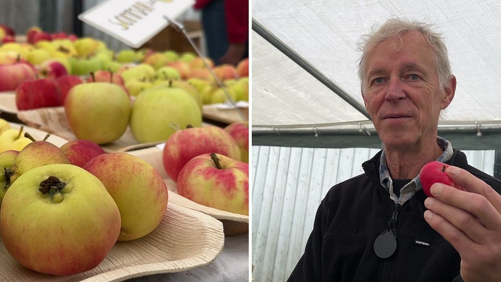 En manlig, äldre äppelexpert som håller i ett rött litet äpple och till vänster massvis med äpplen.