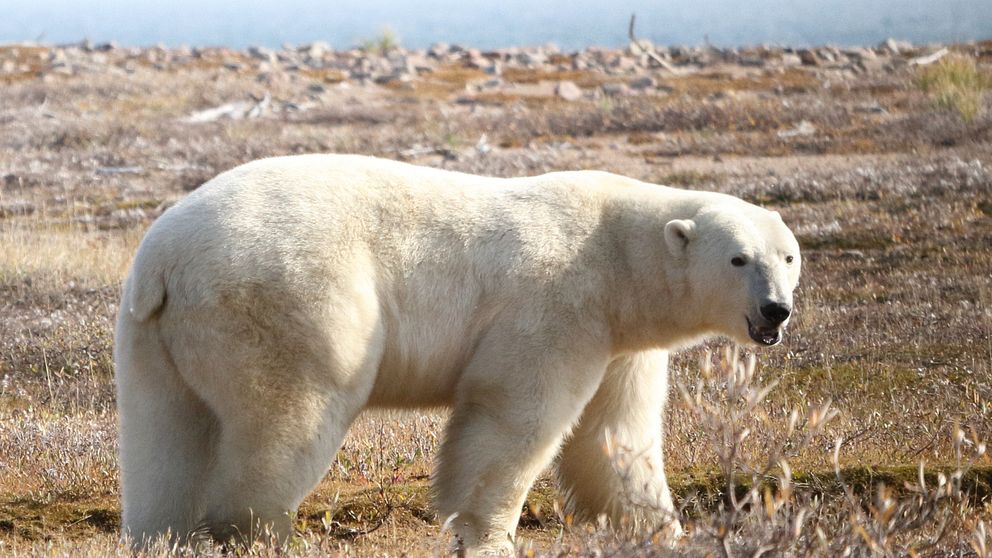 En isbjörn går på gräs